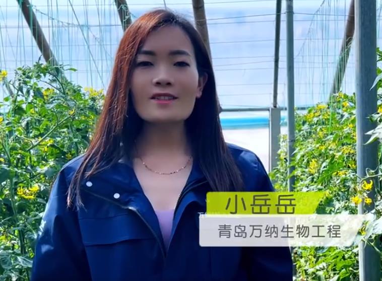 2024平度圣女果一品藻效果視頻