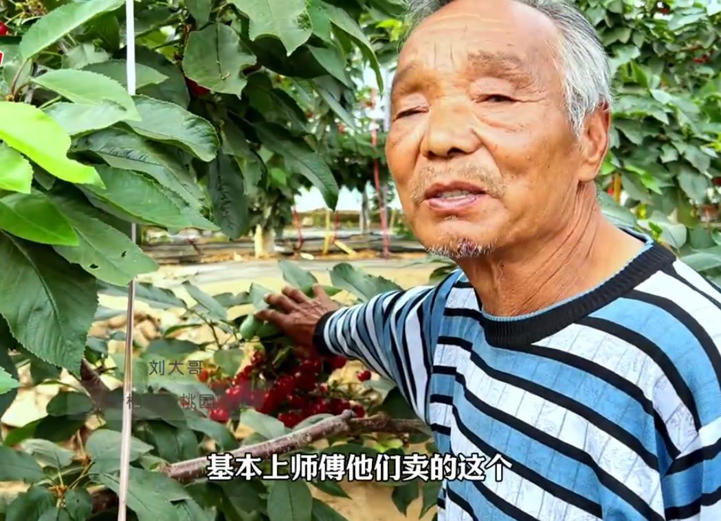 2024棲霞大櫻桃劉大哥反饋視頻