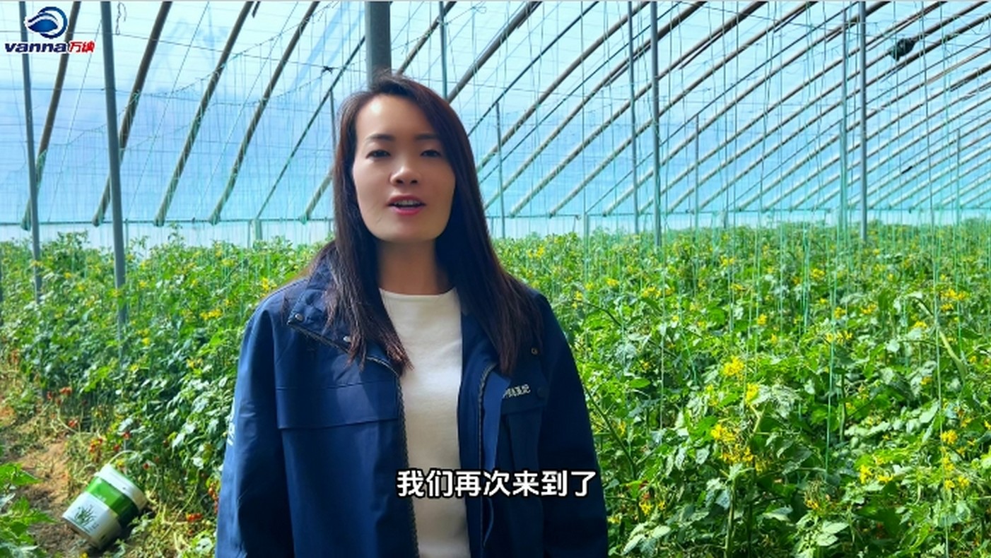 2024一品藻在平度小西紅柿上的效果對(duì)比