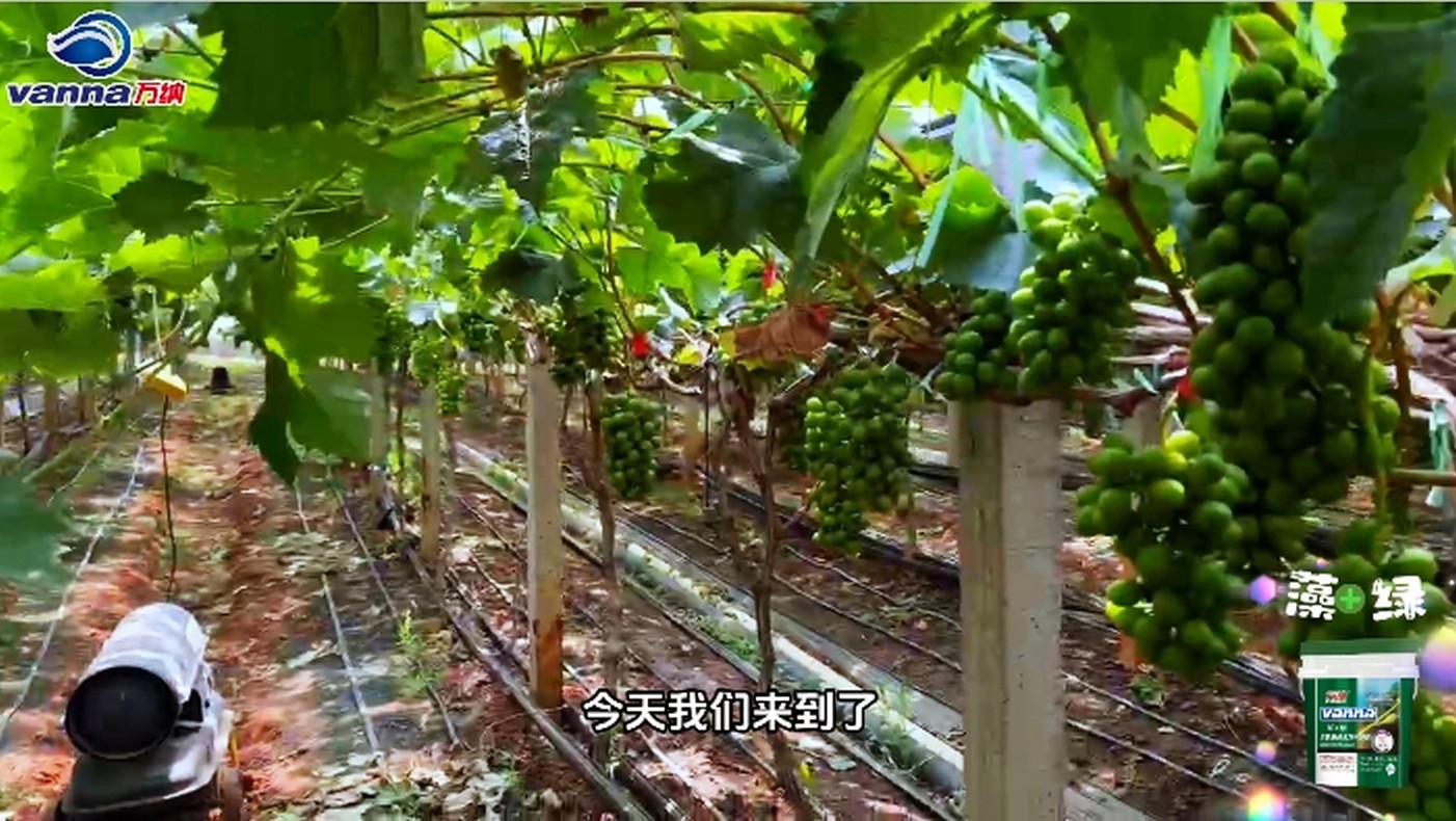 2024云南藻綠陽(yáng)光玫瑰趙俊杰反饋視頻