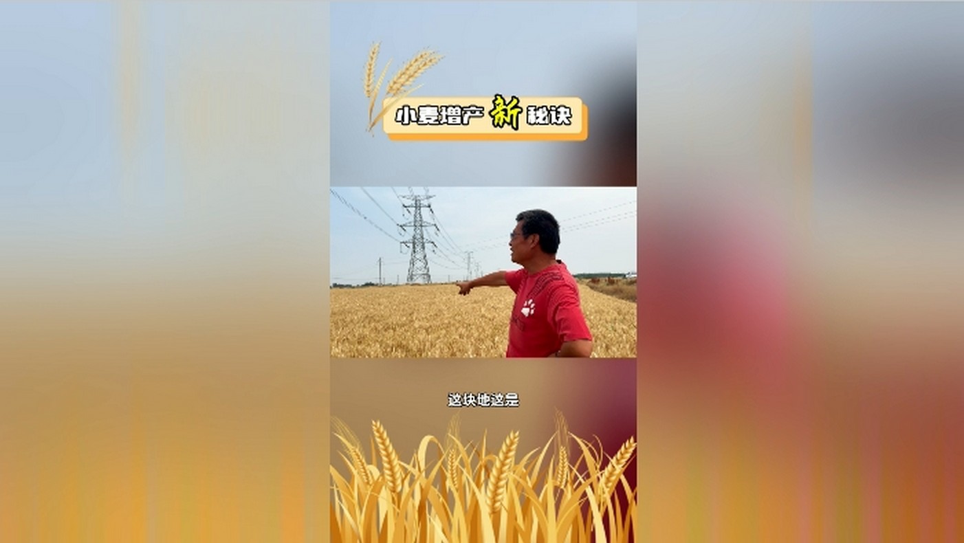 徐風(fēng)2024魚蛋白麥子