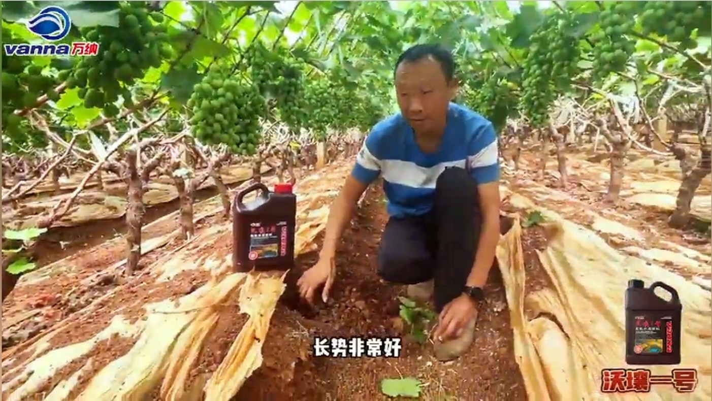 2024元謀紅提沃壤1號(hào)張曉明