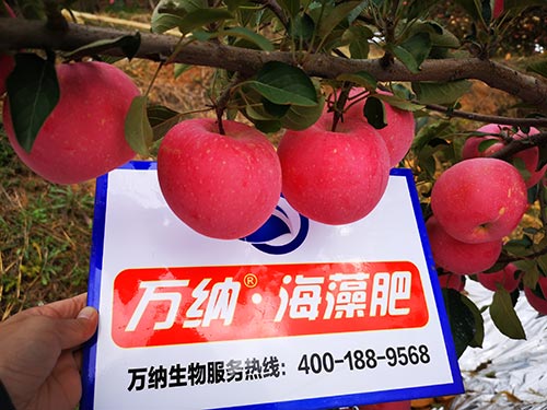 萬納海藻肥——棲霞富士蘋果大又紅，碩果累累