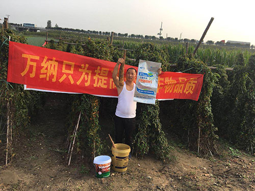 萬納海藻肥——山藥比成人胳膊還粗壯！