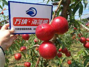 萬納海藻肥——油桃成熟啦！