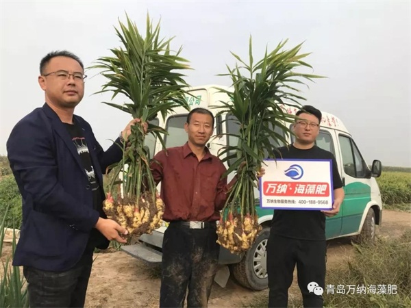 大姜六月及后期水肥管理技術【附全程水肥管理方案·必收藏】